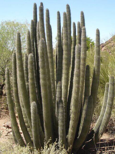 Organ Pipe Cactus