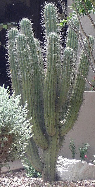 Argentine Toothpick Cactus
