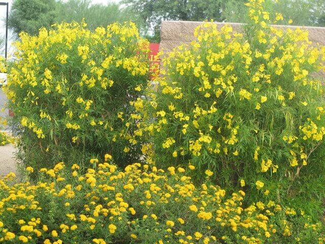Yellow Bell