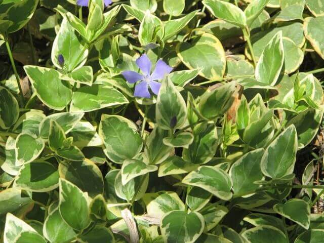 Periwinkle