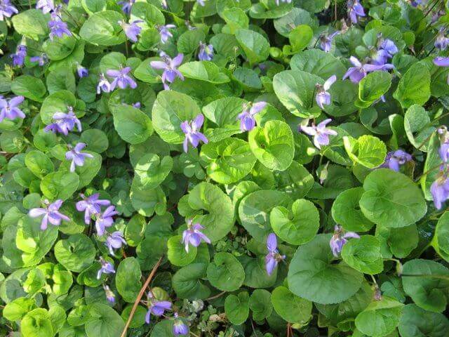 Sweet Violet