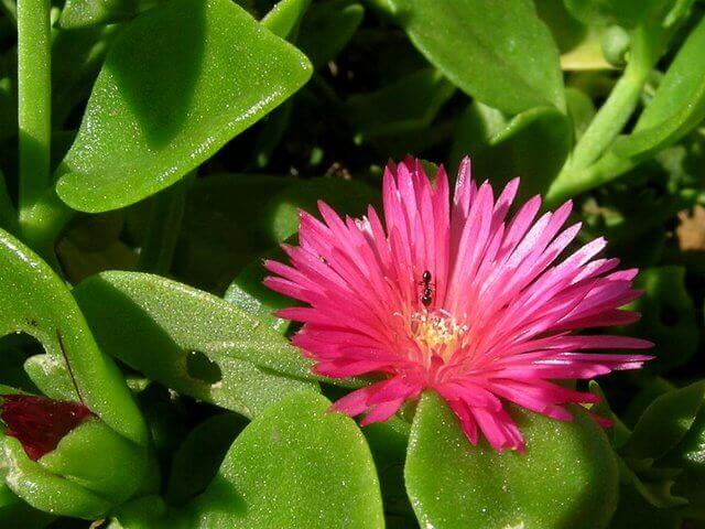 Baby Sun Rose