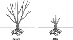 Before and after pictures of how to correctly prune a rose bush