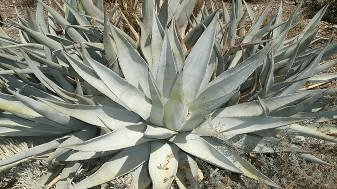 Desert Agave