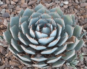 Dwarf Butterfly Agave