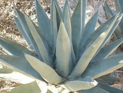 Sharkskin Agave