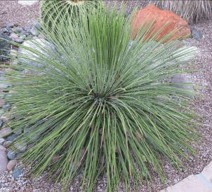 Twin-flowered Agave