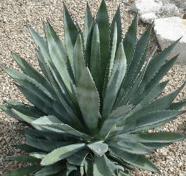 Grand Canyon Century Plant
