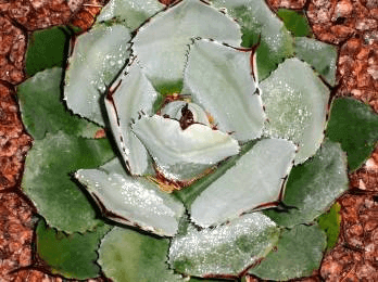 Butterfly Agave