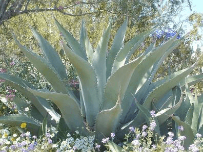 Maguey de Pulque
