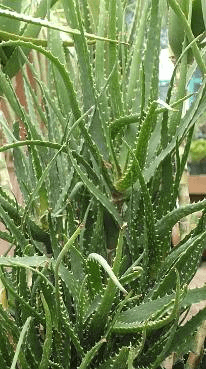 Dawe’s Aloe