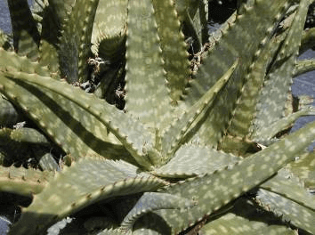 African or Tiger Aloe