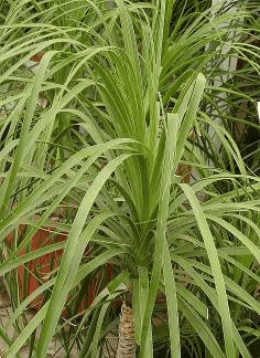 Ponytail Palm