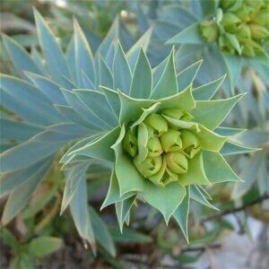 Euphorbia rigida, up close