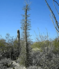 Boojum tree