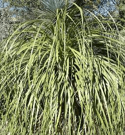 Tree Bear Grass