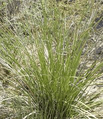 Bear Grass