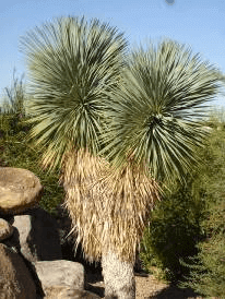 Beaked Yucca