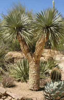 Thompson Yucca