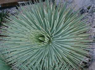 Rabo de Leon, Hedgehog Agave