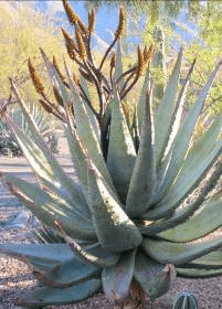 Flat-flowered Aloe