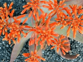 Coral Aloe