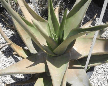 Hairy Green Aloe