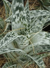 Partridge Breast Aloe