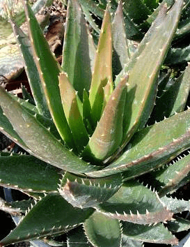 Gold Tooth Aloe