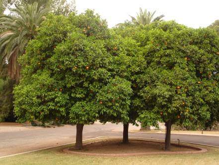Growing citrus