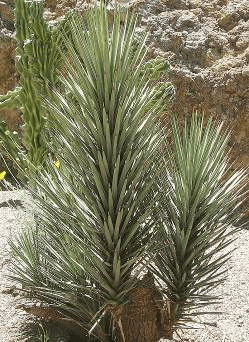 Dwarf Joshua Tree