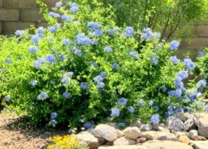 Plumbago auricultata, Plumbago