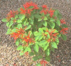 Hamelia patens. wrightii, Flame acanthus