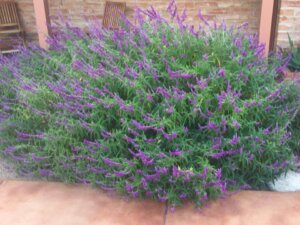 salvia-leucantha