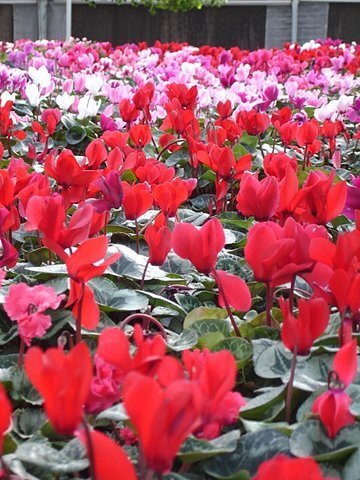 Annuals and Perennial Flower Color