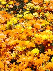 Wildflowers are the April Plant of the Month!