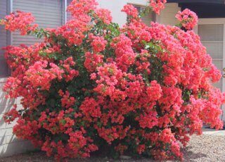 Bougainvillea is the Plant of the Month!