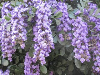 Dermatophyllum secundiflora is the Plant of the Month!