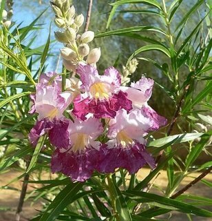 Desert Willow is the Plant of the Month!