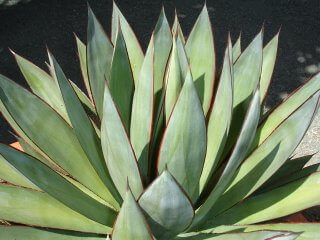 Agave Blue Glow is the Plant of the Month!