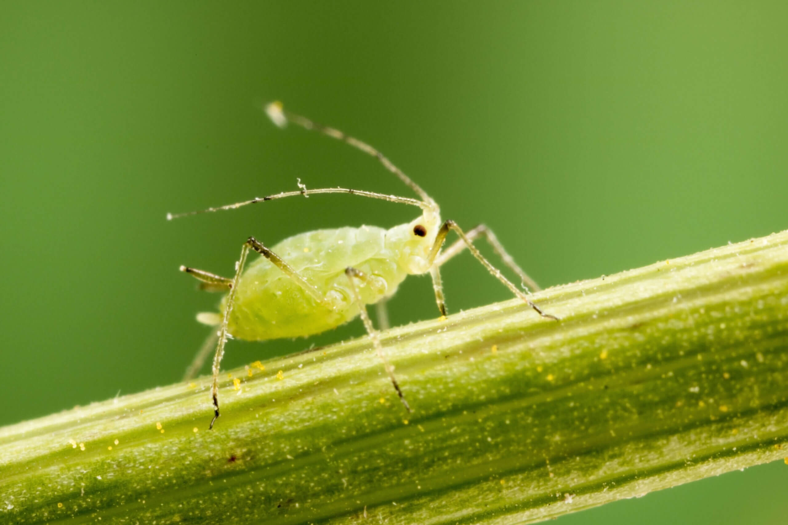 Could You Have an Aphid Infestation?