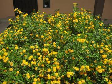 Russelia equisetiformis, Coral fountain, medium-sized, perennial shrub