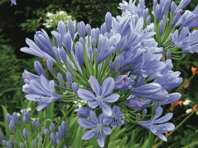 Agapanthus africanus African Lily, Lily of the Nile Small-sized shrub