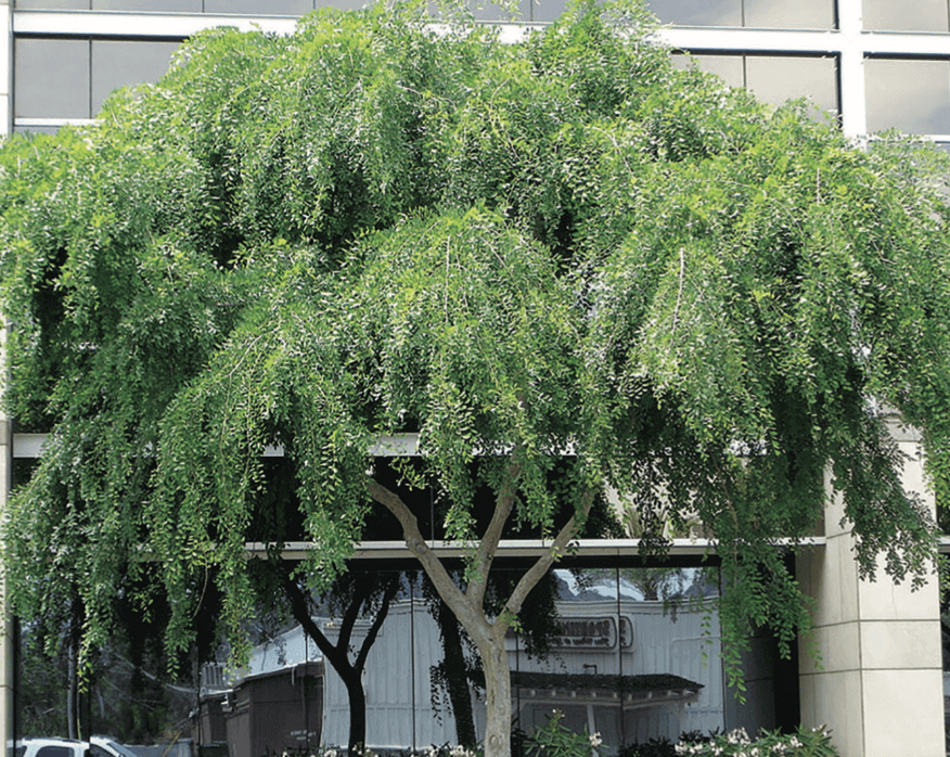 Ulmus parvifolia – Chinese Elm Large-sized tree