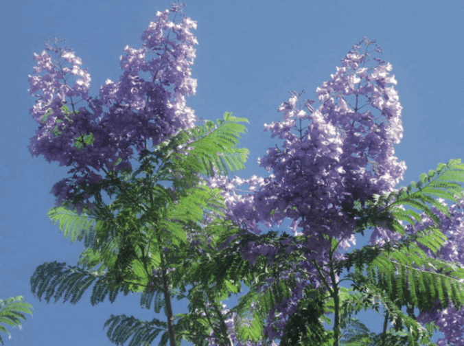 Jacaranda mimosifolia Jacaranda Large-sized tree