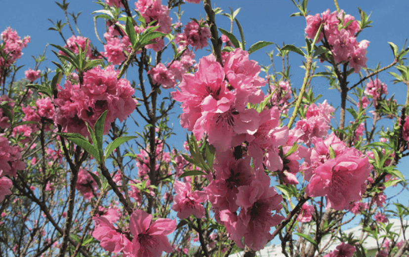 Prunus persica ‘Bonanza’ Dwarf Bonanza Peach Small-sized tree