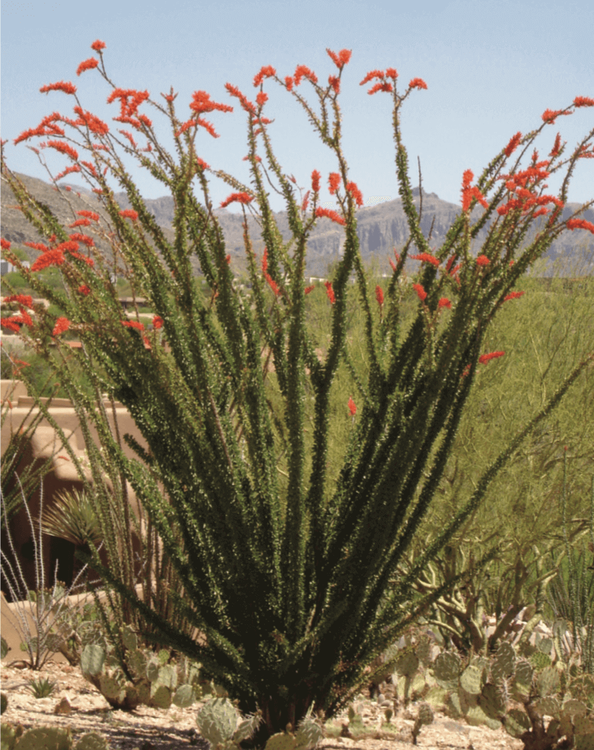 Fouquieria splendens – Ocotillo