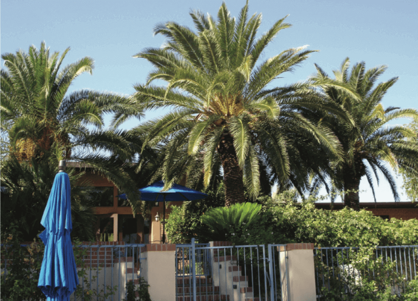 Phoenix canariensis – Canary Island Date Palm