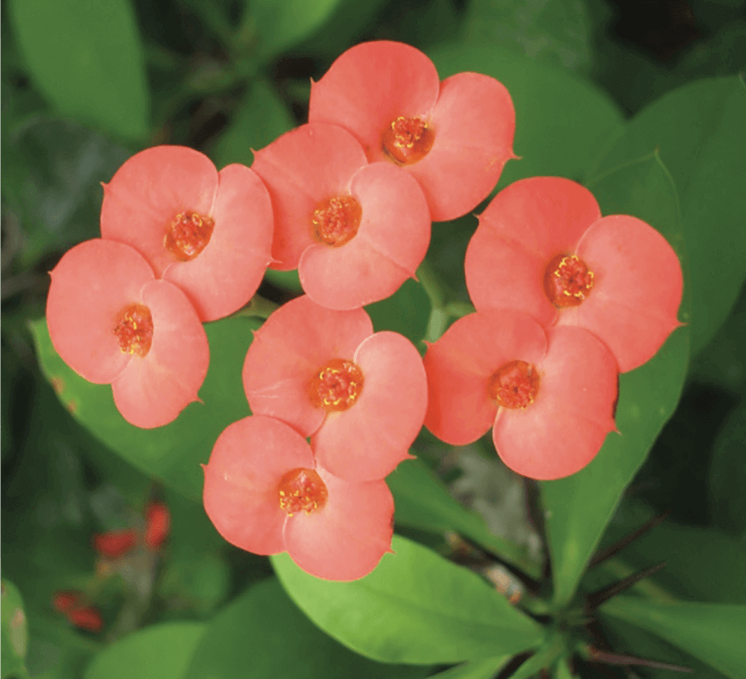 Euphorbia milii, Crown of thorns