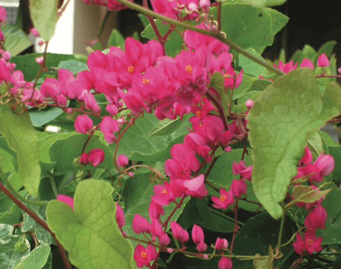Antigonon leptopus Queen’s Wreath, Coral Vine